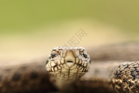 毒液匈牙利草甸蛇Viperaursiniirakosiensis的肖像有毒危险图片