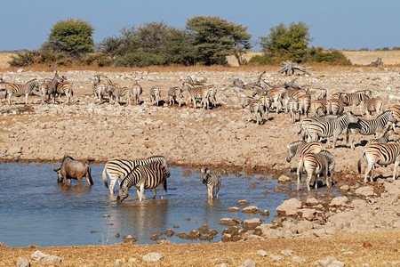 斑马Equusburchelli和角马在纳米比亚埃托沙公园的水坑里哺乳动物布尔凯利平原图片