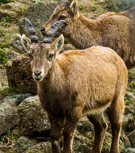 来自欧洲山的野羊一只雌高山伊比克斯European山上的野羊鹿茸动物卡普拉图片