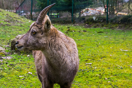 肖像鹿茸外套近距离的雌高山面部由欧洲阿尔卑斯山喷发的动物图片