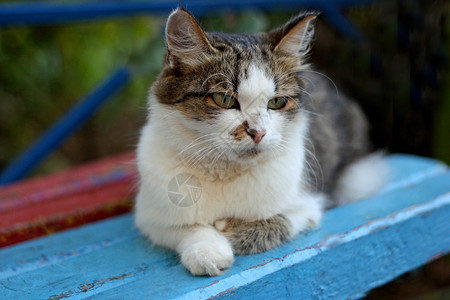 大毛猫它躺在旧蓝长椅上驯服荒野毛茸的图片