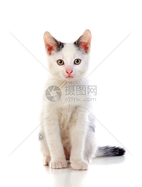 坐在白背景上被孤立的美丽白色猫咪幼兽一种毛茸的图片
