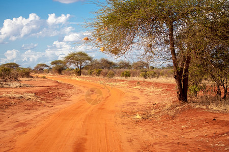 猴面包树金合欢风景优美肯尼亚热带草原的红路长着一棵大树Babobab蓝天空和云彩图片