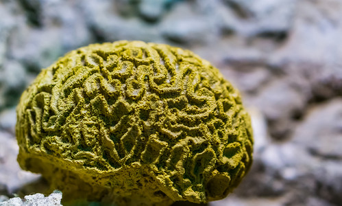 沿海加勒比大西洋关闭的黄瓜状脑珊瑚海洋生物背景水产养殖中流行的装饰宠物来自深海的无脊椎动物图片