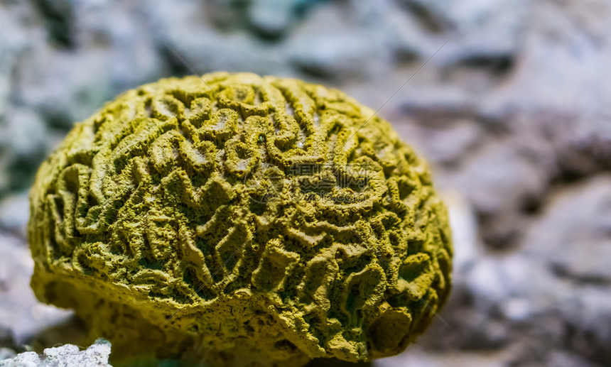 沿海加勒比大西洋关闭的黄瓜状脑珊瑚海洋生物背景水产养殖中流行的装饰宠物来自深海的无脊椎动物图片