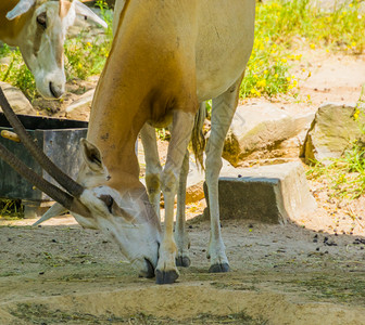 荒野棕色的白弯角羚羊野外灭绝的动物特写图片