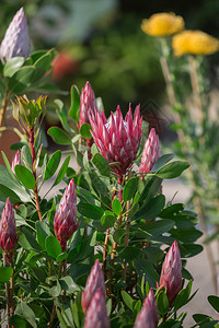 拟人花朵KingProtea美丽的Cynaroides花特写自然植物学颜色背景