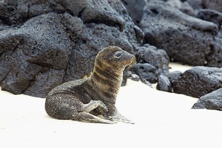 岛坐在沙地上的年轻海狮圣菲加拉帕戈斯约根森哺乳动物图片