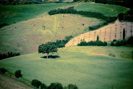 意大利语地区典型貌托斯卡纳景观农业图片