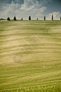 意大利地区典型貌托斯卡纳植物群景观翁布里亚图片