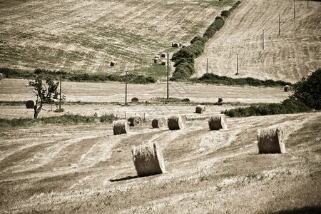 塞浦路斯场景农田意大利地区典型貌托斯卡纳图片