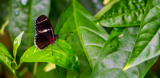 男成熟美洲亚马孙盆地热带昆虫的侧边观景象长蝴蝶和热带昆虫物种图片