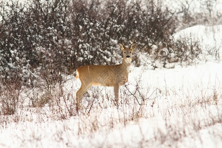 相机看着摄像头在冬天拍摄的画面笑声鹿科常设图片