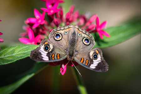 院子富彩多的普通白眼天蝴蝶JunoniaCoenia科尼亚环境图片