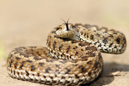 欧洲的草甸毒蛇Viperaursiniirakosiensis准备罢工爬虫类拉科西斯图片