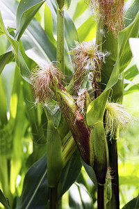 自然甜的收成玉米被绿叶包围的玉米耳朵周都是绿叶子图片