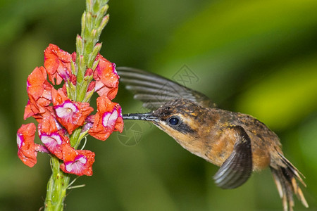 阿尔贝托森林蜂鸟热带雨哥斯达黎加中美洲阿尔韦托卡雷拉避难所图片