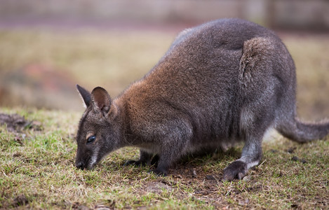 黑尾荒野毛皮澳大利亚沃拉比的草野生物和动喂养瓦拉比图片