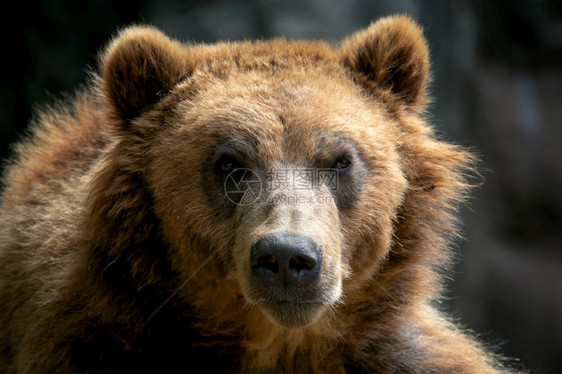 肉食动物棕熊Ursusarctosberingianus堪察加棕熊的肖像俄语危险图片