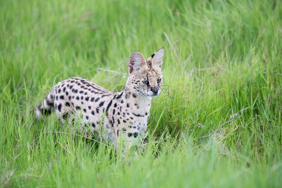 非洲人白色的公园肯尼亚热带草原上的观礼猫肯尼亚热带草原上的Servercat图片