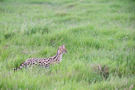 肯尼亚热带草原上的观礼猫肯尼亚热带草原上的Servercat薮猫物种绿色图片