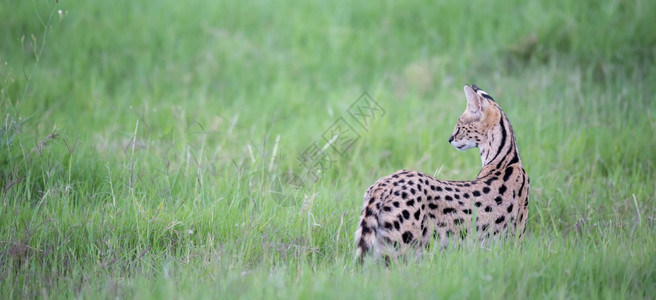 动物坦桑尼亚肯热带草原上的观礼猫肯尼亚热带草原上的Servercat猎人图片