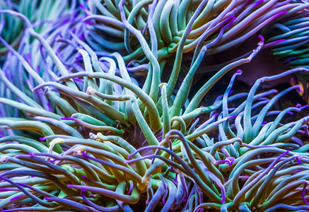 地中海蛇锁葵普通热带无脊椎物种海洋生背景的触角大型闭合海洋生物背景装饰花充满活力图片