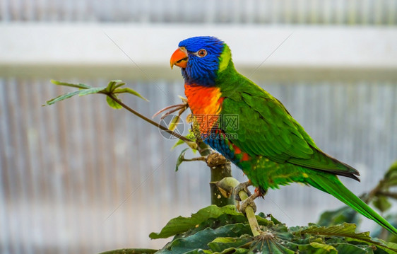 男鸟舍在一棵树上的彩虹小货车由澳洲的多彩热带鸟种羽毛图片