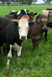 澳大利亚维多州一个奶牛农场的一种弗里斯兰放牧图片
