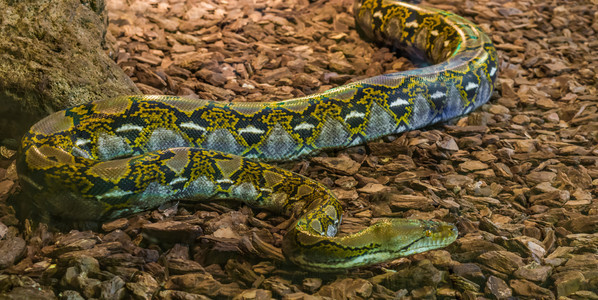 来自亚洲的大蛇黄褐色网状皮松爬在地上从亚洲来的大蛇人爬虫养殖最大图片