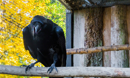 可怕的一只令人毛骨悚然的神话鸟乌鸦大黑他的嘴被揭开受欢迎的图片