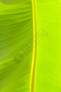 颜色美丽自然香蕉叶的特写视图图片