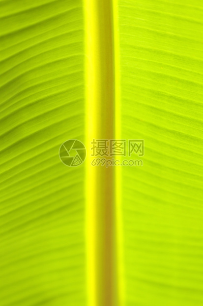 香蕉叶的特写视图丰富多彩的条纹绿化图片