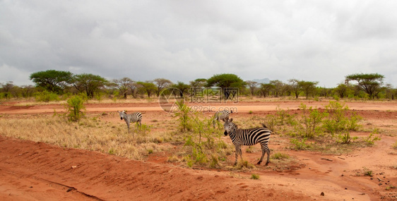 放牧预订斑马站在肯尼亚稀树草原的公路旁纳库鲁图片