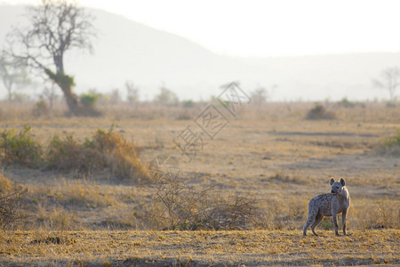 荒野约根森日出时在草原的Hyena番红花图片