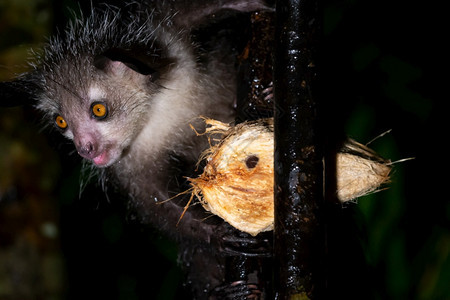 荒野一种稀有的夜之狐猴与椰子罕见的夜之狐猴与椰子岛尾巴图片