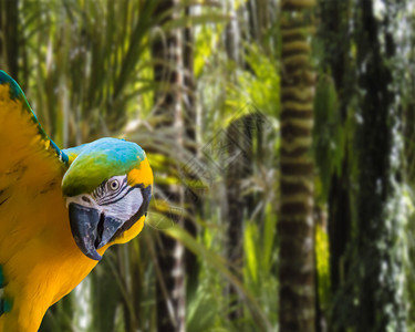 在热带雨林背景中被孤立的蓝黄金刚鹦鹉皮带荒野金子有趣的图片