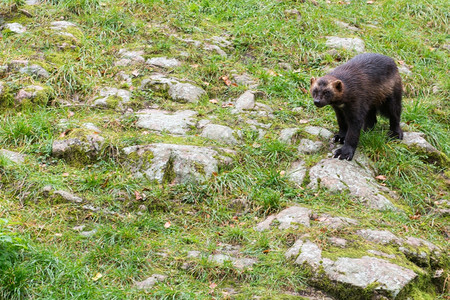荒野自然毛茸的金刚狼古洛坐在草地上也叫贪食者卡尔茹臭鼬熊或快速孵化器图片