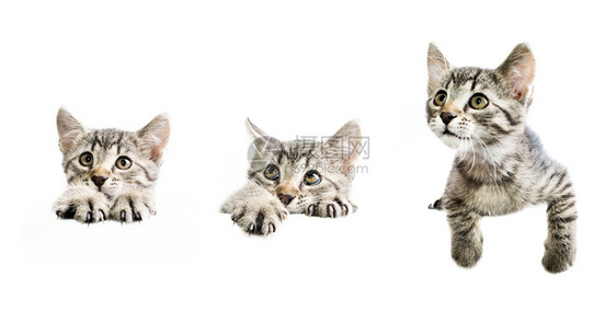 三只小猫咪图片