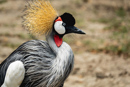 野生动物脸美丽的灰色加冠起重鸟动物图片