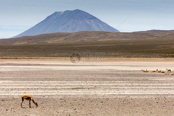 耳朵哺乳动物安第斯山脉的野生拉马维戈尼亚可爱的图片