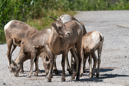 加拿大艾伯塔州贾斯帕公园拍摄了图像照片来自加拿大艾伯塔州贾斯帕公园活的全景牛科动物图片
