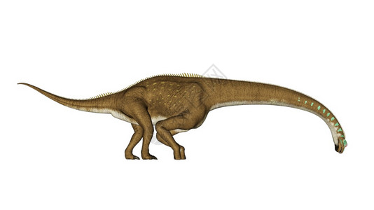以白色背景与世隔绝的法拉菲坦恐龙3D导致吉拉菲坦恐龙饮用3D古生物学蜥脚类动科图片