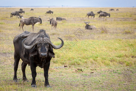 水牛站在肯尼亚的草原上象牙埃塞俄比亚马赛图片