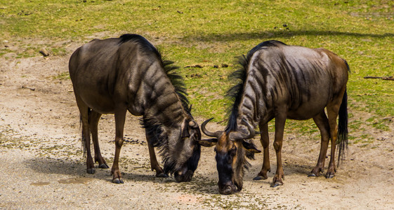 两对蓝色野生动物一起放牧来自非洲的普通羚羊种有斑纹的大胡子物种图片