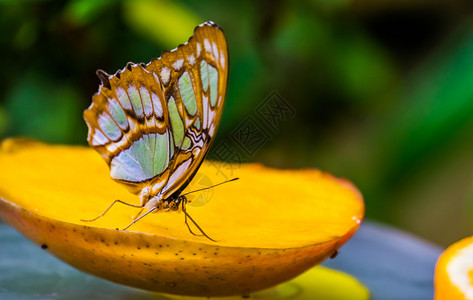 成人黑色的来自美洲多彩和丽热带昆虫种密闭翅膀的麦芽蝴蝶大型缝合体动物图片