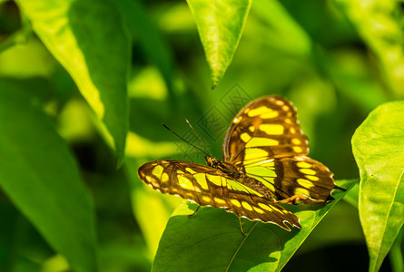 长翅膀开阔的麦芽蝴蝶大型密闭来自美洲的多彩热带昆虫品种错误养殖自然图片