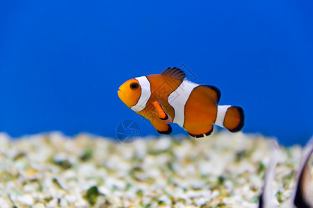 西奈水族馆中小丑鱼的图像达斯库勒狮子鱼图片