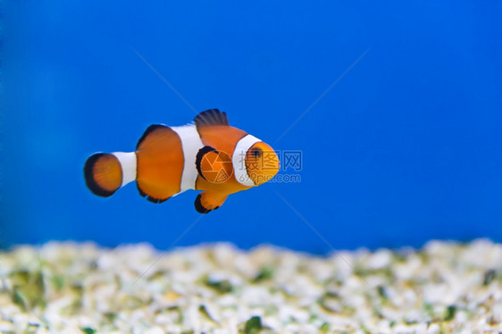 黑嘴苦参松手水族馆中小丑鱼的图像图片