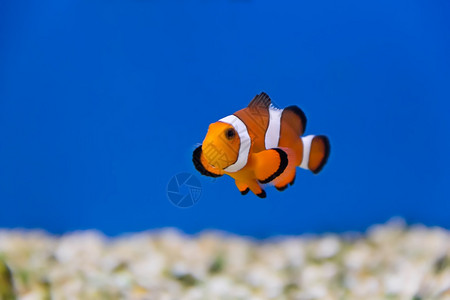 挥发物水族馆中小丑鱼的图像沃利坦阿波贡背景图片